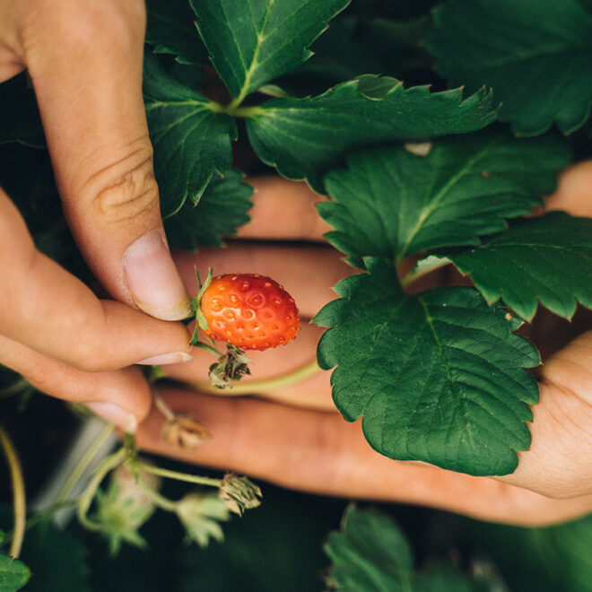Small Fruit Pruning & Care