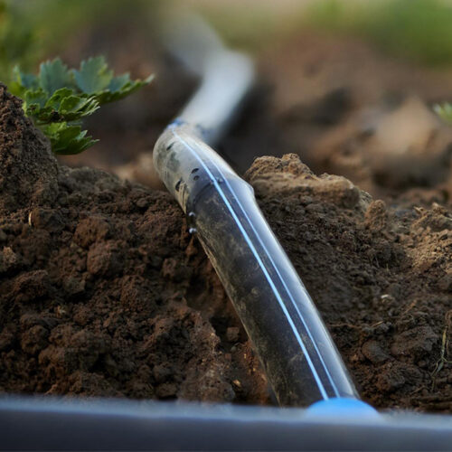 Dripline Irrigation & Weed Control