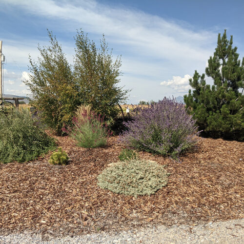 Waterwise Landscaping